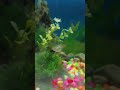 Guppy Fish.গাপপি মাছ।#yt #guppyfish #guppyfish #shorts #like #short #aquariumfish #goldfish