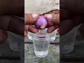 Growing Green Onions in Plastic Cups – A Simple Space-Saving Gardening Idea