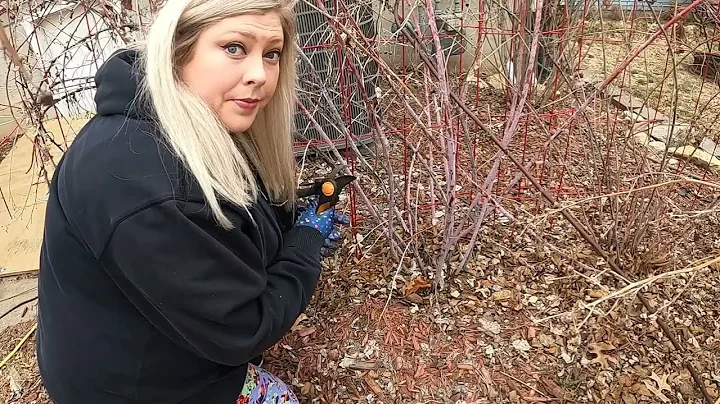How to prune Summer Bearing and Everbearing Raspberries and How to Tell the Difference