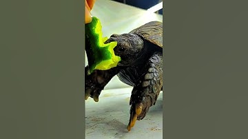 This Turtle Eats Cucumber Like a Pro – So Satisfying! 🐢🥒