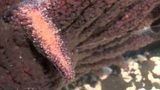ScienceMan Digital Lesson - Animals - Sea Star Tube Feet