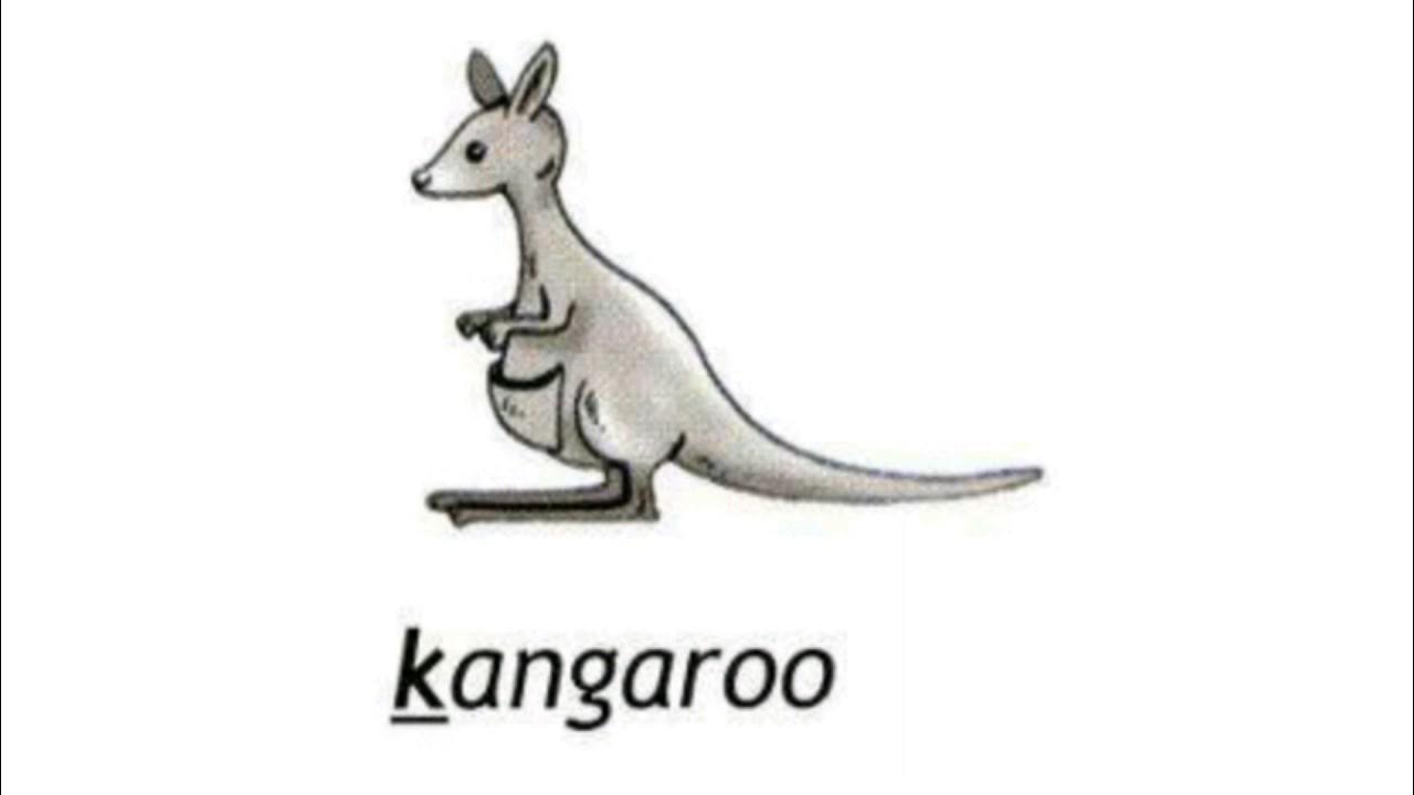 Карточки по английскому kangaroo. Карточка кенгуру. Кенгуру по английски слушать. Кенгуру по английски. Кенгуру транскрипция.