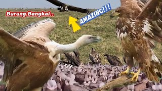 Ini dia yang Dilakukan Burung Bangkai untuk Bertahan di Alam? #animals #wildlife #nature #amazing