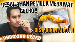 Kunci Keberhasilan Pemula Merawat Gecko | Unboxing Gecko Yang Benar