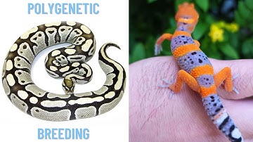 Desert Ghost Ball Python VS Leopard Geckos | POLYGENETIC BREEDING!