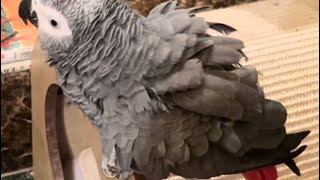 ADORABLE Parrot Throws Temper Tantrum