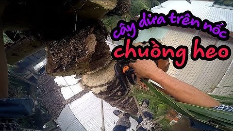 Cưa cây dừa trên nốc chuồng heo con,cưa cây kỉ thuật trên nốc nhà/cưa cây miền tây