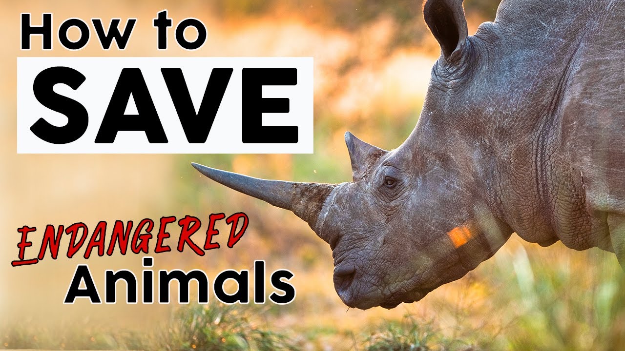 ? How To Save Endangered Animals ?? Save Endangered Species! ? ? ? 2020