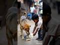 इस कुत्ते की किस्मत बदल गई! #Kindness #Dogs 🐾🥖