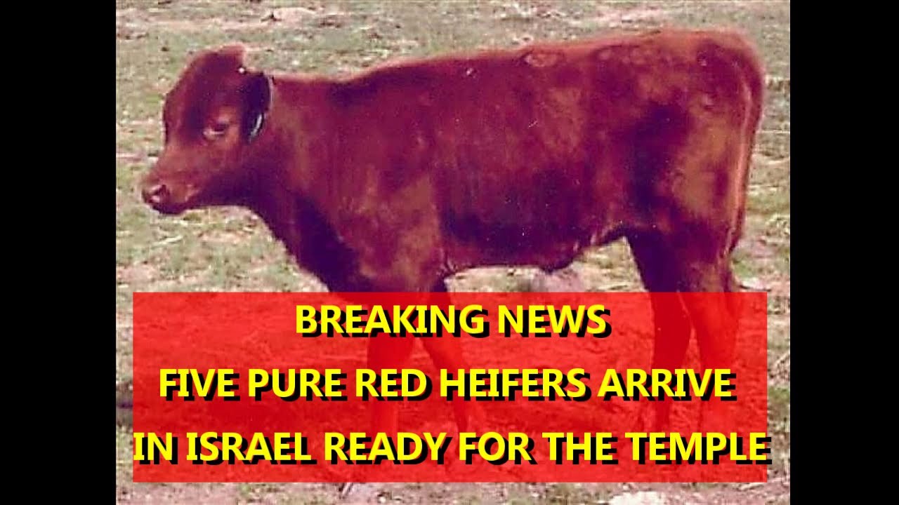 BREAKING FIVE RED HEIFERS ARRIVE IN ISRAEL, READY FOR THE TEMPLE YouTube