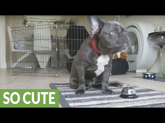 French Bulldog puppy displays vast array of dog tricks - YouTube