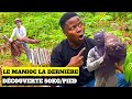 Le manioc la dernire dcouverte qui permet dobtenir 50kg par pied