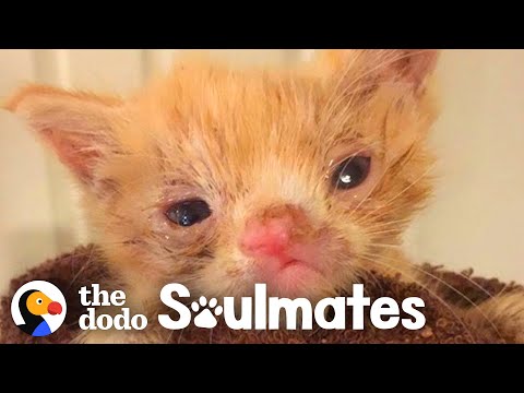 Growling Tiny Kitten Becomes Her Mom's Best Friend | The Dodo Soulmates