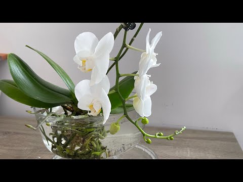 Video: Evde muhteşem phalaenopsis yetiştirmek