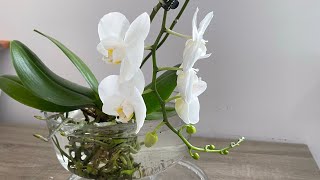 Gorgeous Orchid Growth With Water Only/Grow Orchids Without Soil