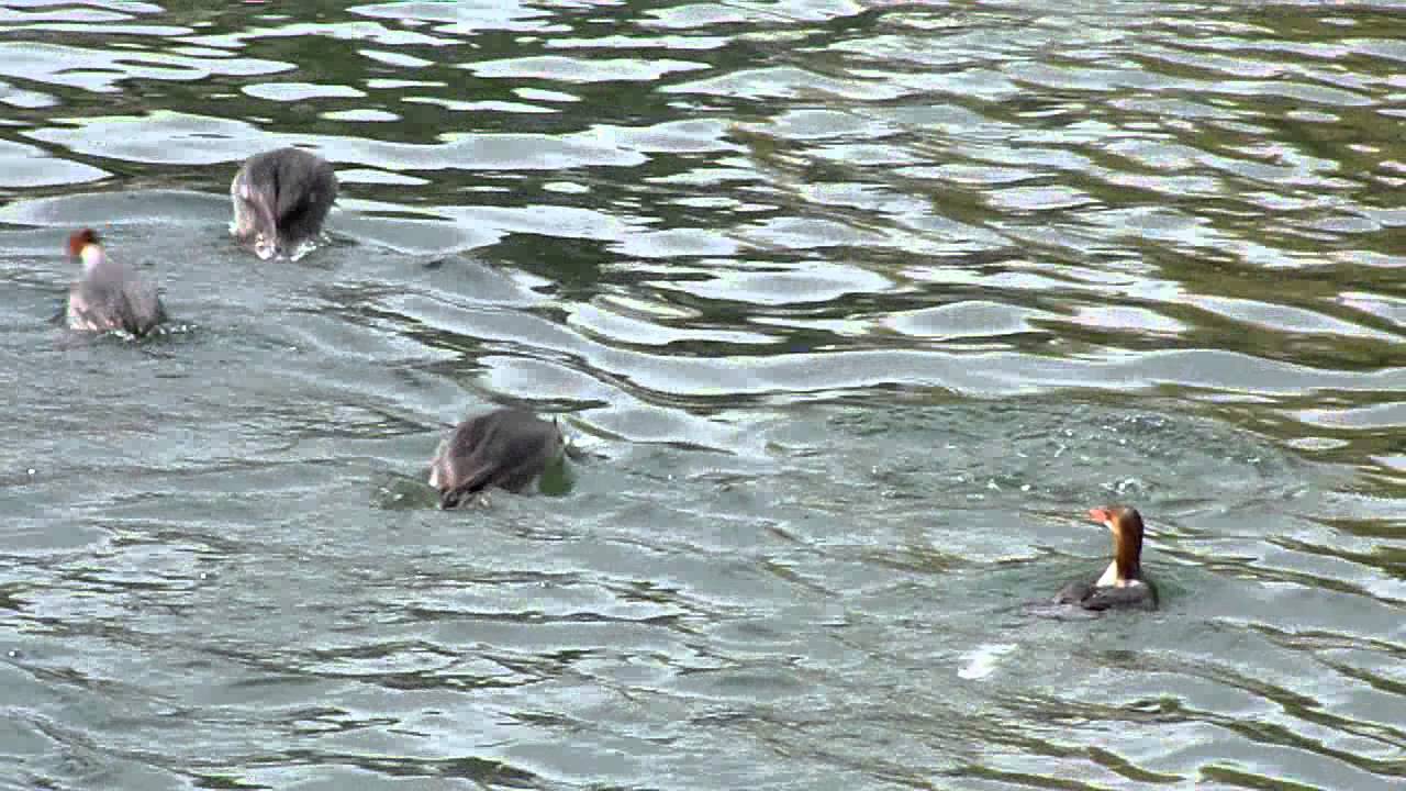 Red head bird visitors