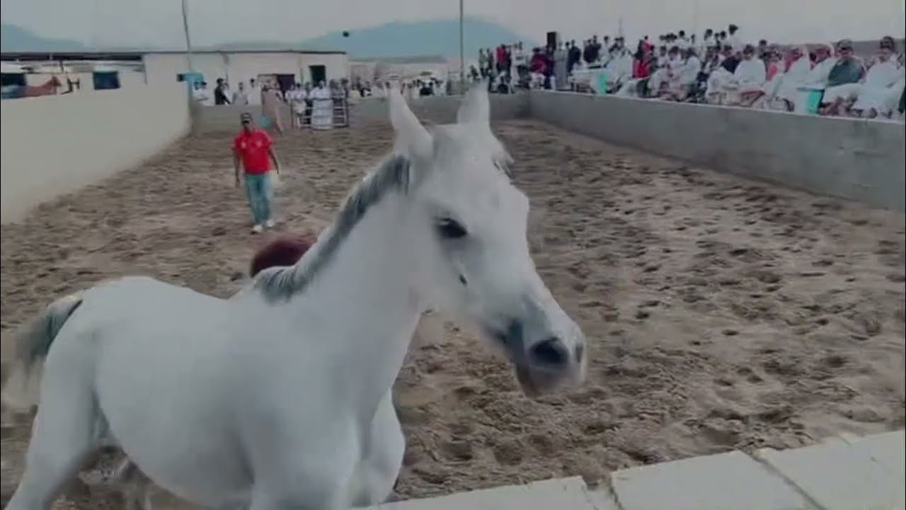 مراد مربط الف قاسي مكة المكرمه :المغمس