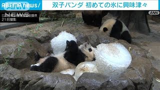 双子パンダ最新映像　氷のプレゼントに興味津々(2022年2月22日)