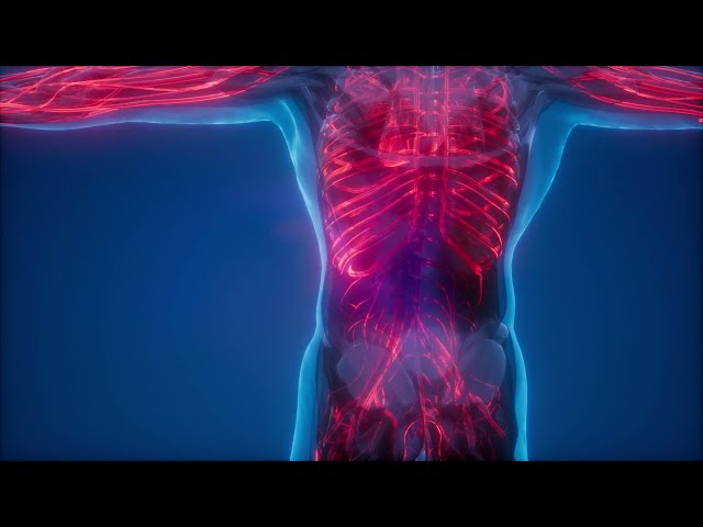 Human Blood Vessels | 3D Model | 4K Video class=