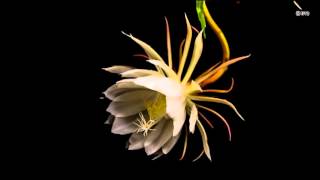 Detailed Stunning time-lapse capture of night-blooming cereus flower blossom Information