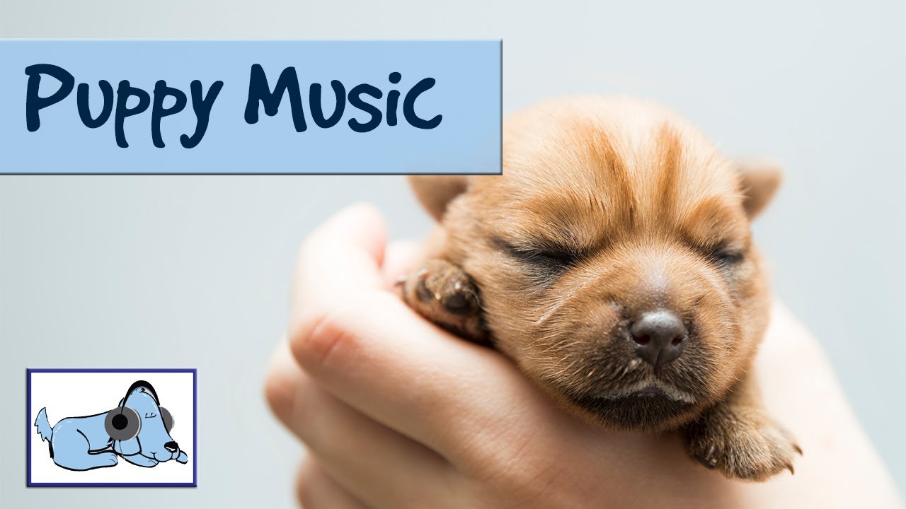 cute dog music