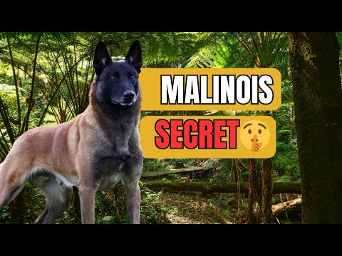 Belgian Malinois Facts and Information (Shocking Truths)