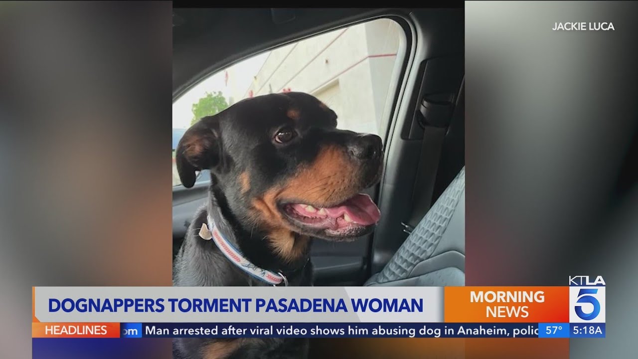 Southern California woman terrorized, harassed by alleged dognappers