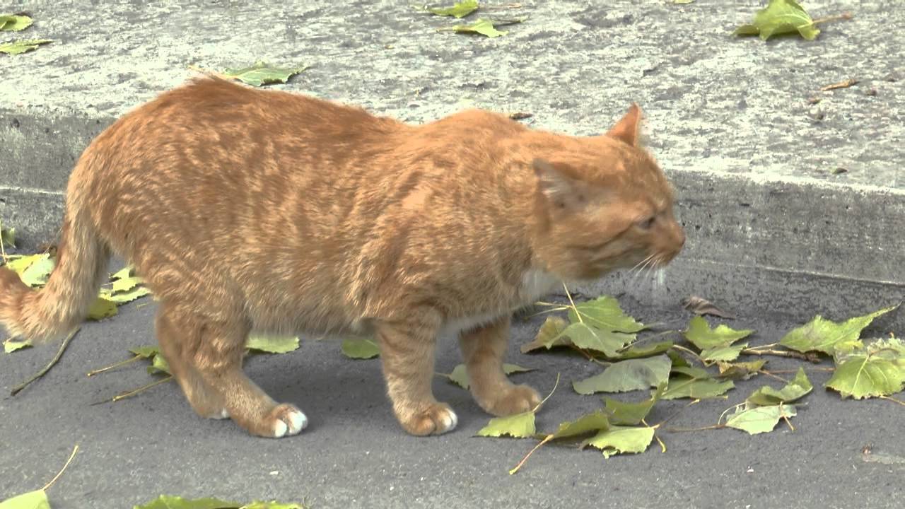 Песни с котами видео. Алугалугский кот видео.