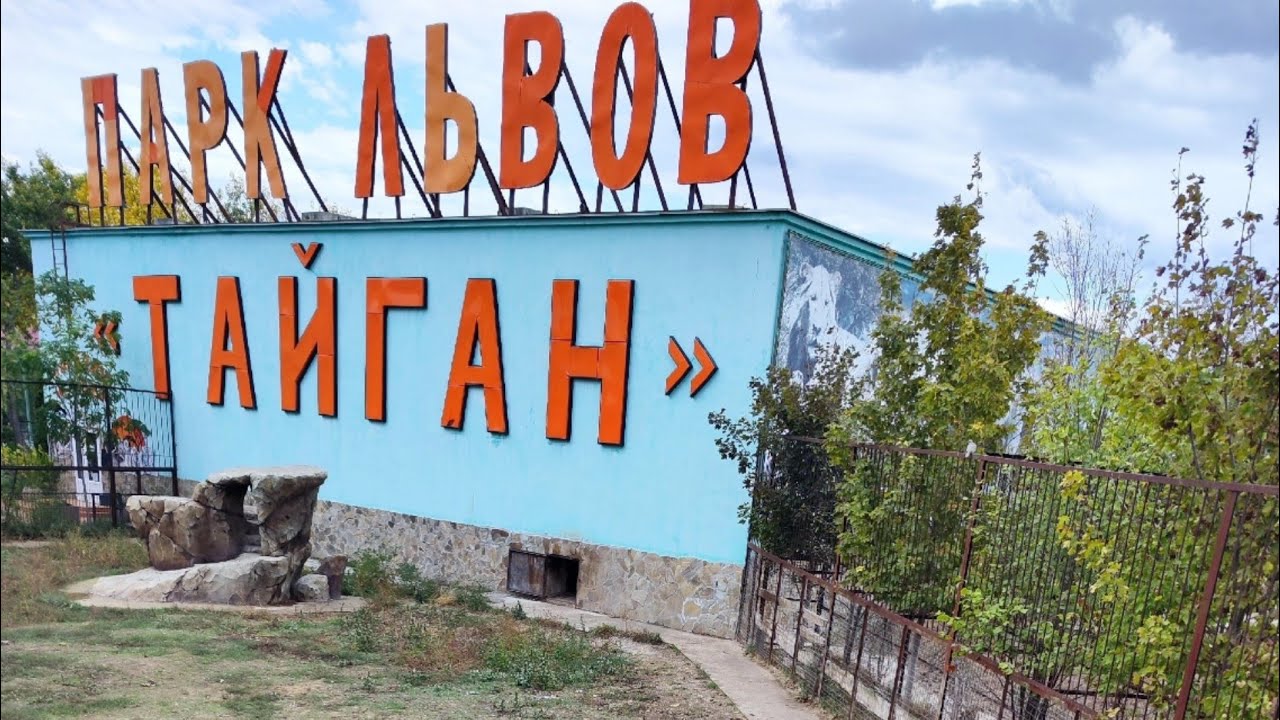 Могла ли гибель Леокадии быть преднамеренной? Парк львов Тайган #тайган ...