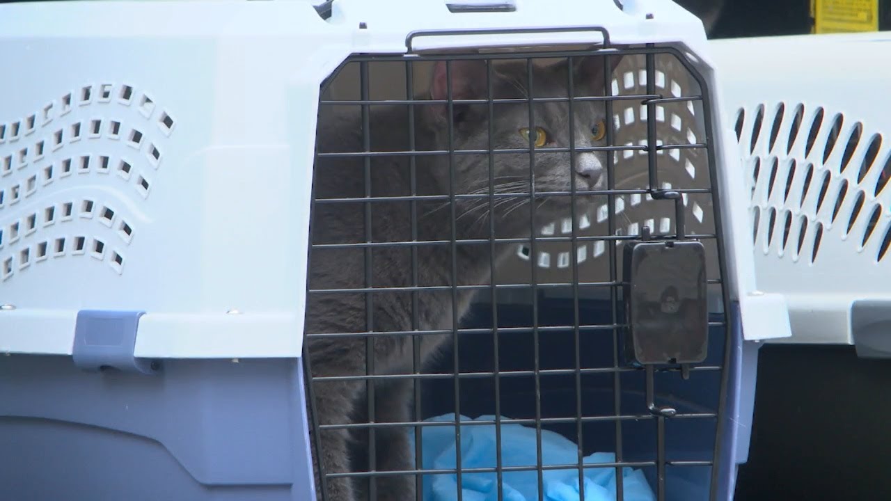 40 animals seized from Central Falls apartment connected to woman's suspicious death