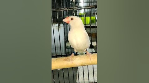 java red eyes #javasparrow #java #bird #birds #sparrow