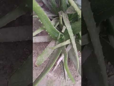ऐसा Alovera कँही देखा होगा | World best Alovera | #viral #shortsfeed #trending |