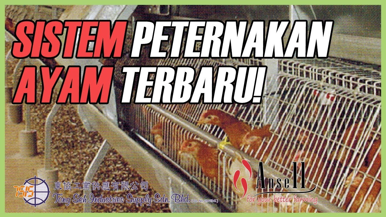 Sistem Peternakan Ayam Modern Bikin Untung Tong Seh Industries Profile Youtube