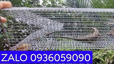 Lồng bẫy rắn mối, Lồng bẫy dông cát.