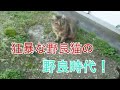 狂暴な野良猫を慣らす訓練31日目!レオちゃんの野良猫時代