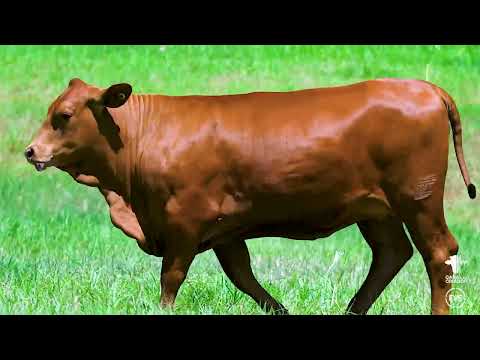 LOTE 32 - GRAMA 7027 - FÊMEA