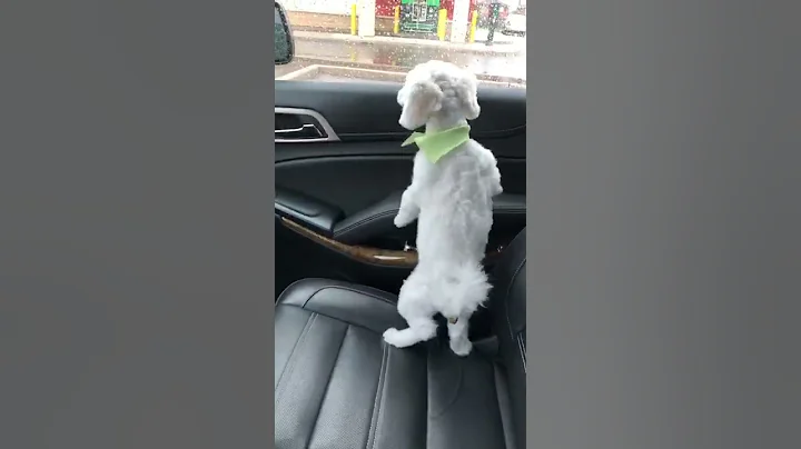 Funny dog poo in car - DayDayNews