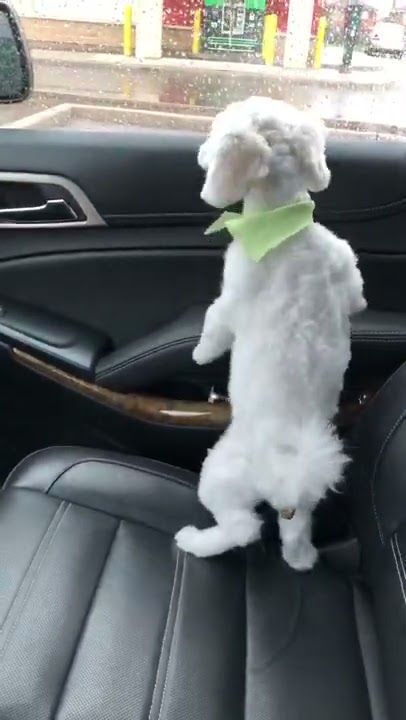 Funny dog poo in car