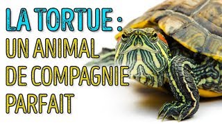 🐢 Les Tortues Sont Incroyables ! 5 Faits Pour Le Prouver