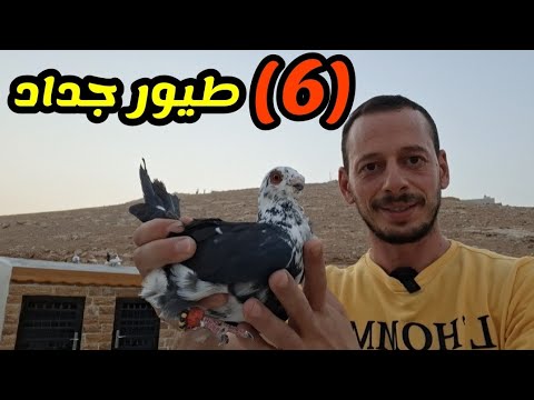 6 طيور جداد نخب النخب من وين اجو