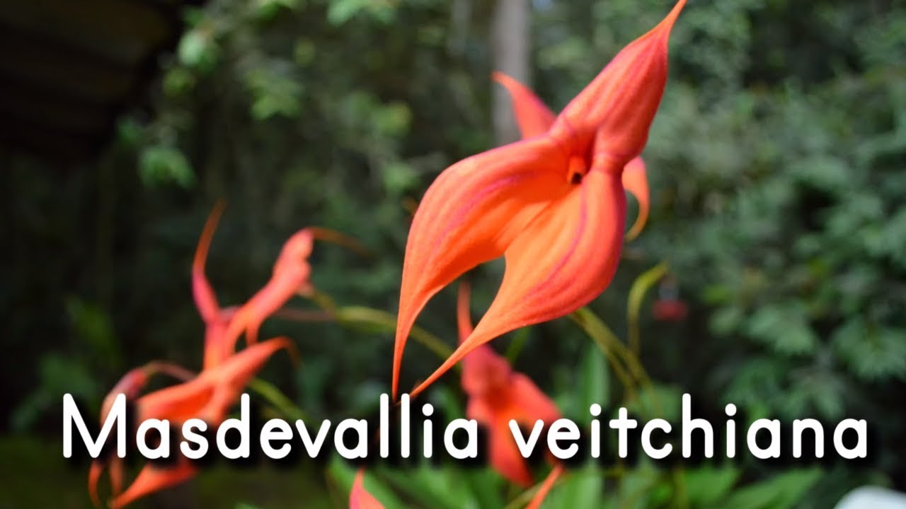 Orquídea Masdevallia Veitchiana