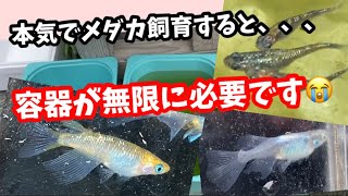 理想のメダカにたどり着いて来ました！【めだか】