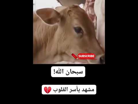 عجل صغير يبكى ويحتضن رأس امه عندما رأها معلقه عند الجزار لايك ترند اكسبلور المستشار أبو زيدان