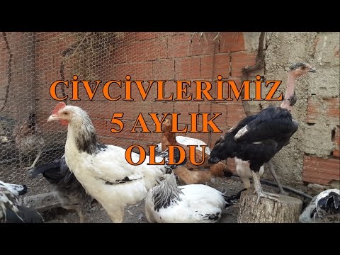 Video: Yılbaşı Puf Salatası 