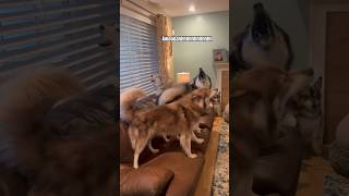 Watch what happens when their sister comes home.. #shorts #funnydog #husky #comedy #shortsvideo #dog