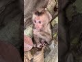 WHAT'S HAPPEND ON BABY MONKEYS? #funnymonkeys #animalkingdom #monkeyadventures #naturelovers