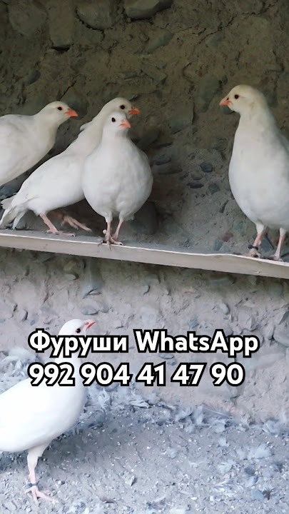 Порно ұлы және жүкті ана Үш жыныстық позициялар