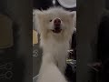 Отзыв пушистого клиента Молли о BARBERDOG в Ереване