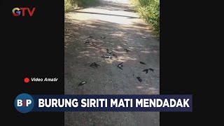 Ratusan Burung Sriti Mati Mendadak di Mamasa, Sulawesi Barat