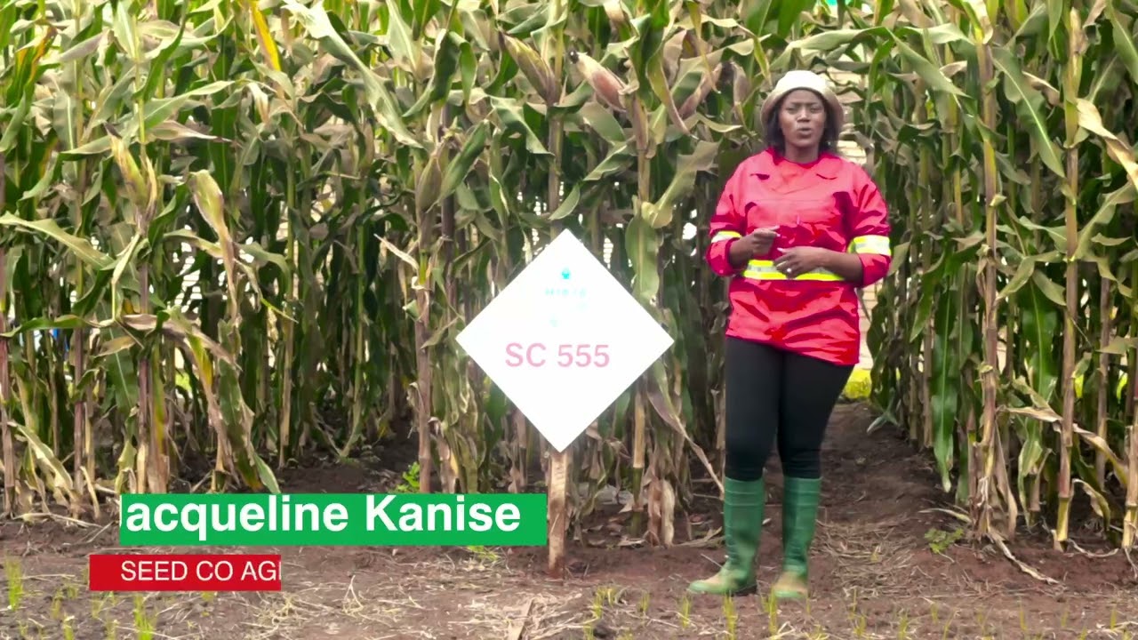 SC 555 MBIDZI WATSOPANO